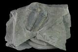 Elrathia Trilobite Fossil - Utah - House Range #139570-1